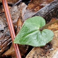Acianthus sp. (Mayflower Orchid) at Greenwich Park, NSW - 2 Aug 2025 by trevorpreston