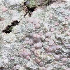 Unverified Lichen at Greenwich Park, NSW - 2 Aug 2025 by trevorpreston