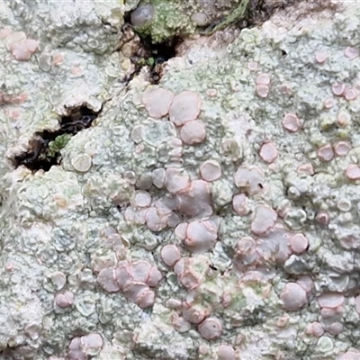 Unverified Lichen at Greenwich Park, NSW - 2 Aug 2025 by trevorpreston