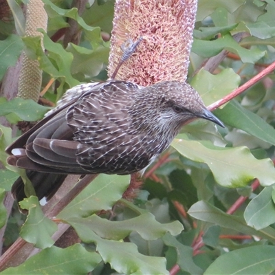 Anthochaera chrysoptera (Little Wattlebird) at Acton, ACT - 2 Aug 2025 by Christine
