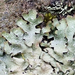 Unverified Lichen at Greenwich Park, NSW - 2 Aug 2025 by trevorpreston