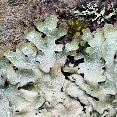 Unverified Lichen at Greenwich Park, NSW - 2 Aug 2025 by trevorpreston