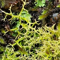 Cladia aggregata (A lichen) at Greenwich Park, NSW - 2 Aug 2025 by trevorpreston
