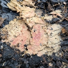 Unverified Other non-black fungi  at Greenwich Park, NSW - 2 Aug 2025 by trevorpreston