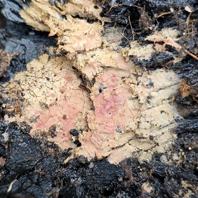 Unverified Other non-black fungi  at Greenwich Park, NSW - 2 Aug 2025 by trevorpreston