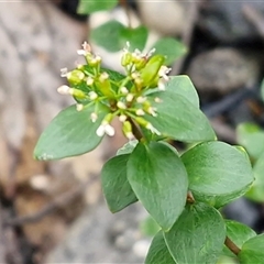 Platysace lanceolata (Shrubby Platysace) at Greenwich Park, NSW - 2 Aug 2025 by trevorpreston