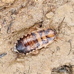 Robshelfordia simplex (Shelford's Western Cockroach) at Greenwich Park, NSW - 2 Aug 2025 by trevorpreston