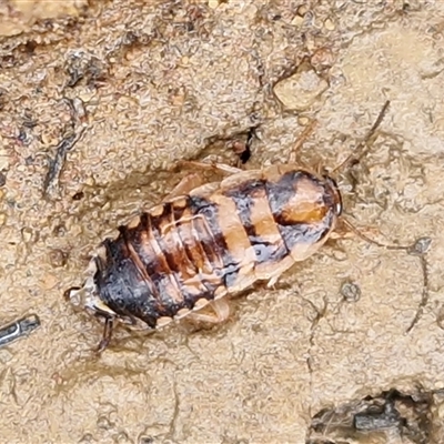 Robshelfordia simplex (Shelford's Western Cockroach) at Greenwich Park, NSW - 2 Aug 2025 by trevorpreston