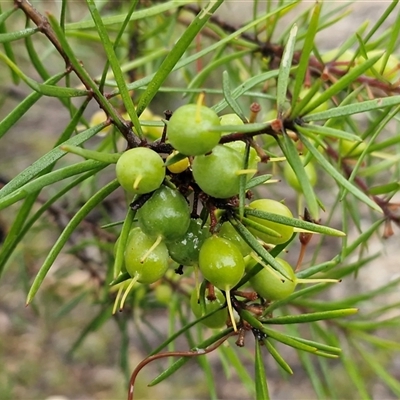 Persoonia linearis (Narrow-leaved Geebung) at Greenwich Park, NSW - 2 Aug 2025 by trevorpreston