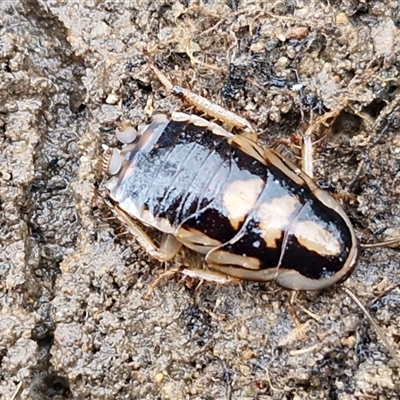 Robshelfordia sp. (genus) (A Shelford cockroach) at Greenwich Park, NSW - 2 Aug 2025 by trevorpreston