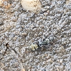 Camponotus aeneopilosus (A Golden-tailed sugar ant) at Greenwich Park, NSW - 2 Aug 2025 by trevorpreston
