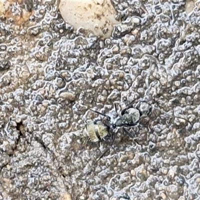 Camponotus aeneopilosus (A Golden-tailed sugar ant) at Greenwich Park, NSW - 2 Aug 2025 by trevorpreston