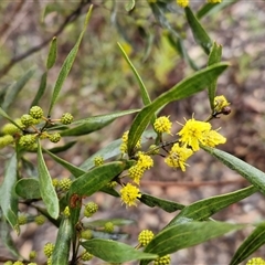Acacia verniciflua (Varnish Wattle) at Greenwich Park, NSW - 2 Aug 2025 by trevorpreston
