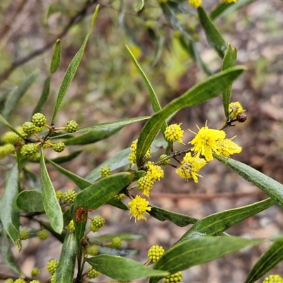 Acacia verniciflua (Varnish Wattle) at Greenwich Park, NSW - 2 Aug 2025 by trevorpreston