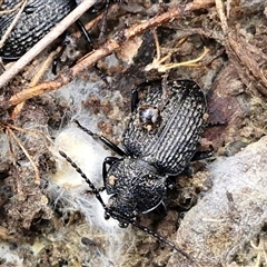 Adelium porcatum (Darkling Beetle) at Greenwich Park, NSW - 2 Aug 2025 by trevorpreston