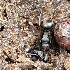 Polyrhachis sp. (genus) (A spiny ant) at Greenwich Park, NSW - 2 Aug 2025 by trevorpreston