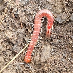 Cormocephalus aurantiipes at Greenwich Park, NSW - 2 Aug 2025 by trevorpreston