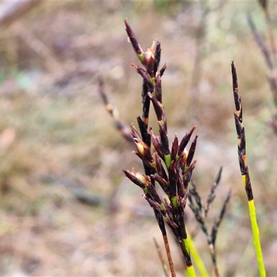 Lepidosperma urophorum (Tailed Rapier-sedge) at Greenwich Park, NSW - 2 Aug 2025 by trevorpreston