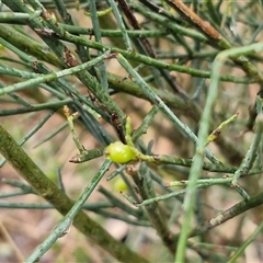 Choretrum candollei (White Sour Bush) at Greenwich Park, NSW - 2 Aug 2025 by trevorpreston