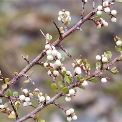 Cryptandra amara (Bitter Cryptandra) at Greenwich Park, NSW - 2 Aug 2025 by trevorpreston