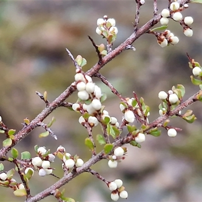 Cryptandra amara (Bitter Cryptandra) at Greenwich Park, NSW - 2 Aug 2025 by trevorpreston