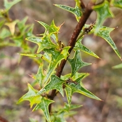 Podolobium ilicifolium (prickly shaggy-pea) at Greenwich Park, NSW - 2 Aug 2025 by trevorpreston