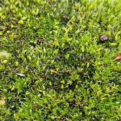 Grimmia pulvinata var. africana by sangio7