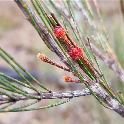 Allocasuarina littoralis (Black She-oak) at Greenwich Park, NSW - 2 Aug 2025 by trevorpreston