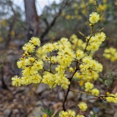 Acacia terminalis (Sunshine Wattle) at Greenwich Park, NSW - 2 Aug 2025 by trevorpreston