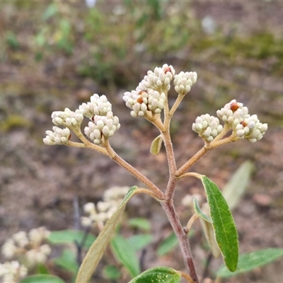 Pomaderris ferruginea at Greenwich Park, NSW - 2 Aug 2025 by trevorpreston