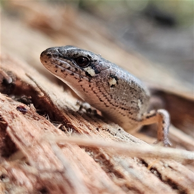 Saproscincus mustelinus (Weasel Skink) at Braidwood, NSW - 2 Aug 2025 by MatthewFrawley
