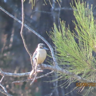 Todiramphus sanctus (Sacred Kingfisher) at Innot Hot Springs, QLD - 2 Aug 2025 by LarneyMAI
