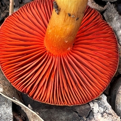 Cortinarius persplendidus (Splendid Red Skinhead) at Acton, ACT - 2 Aug 2025 by Clarel
