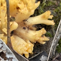 Ramaria sp. (genus) (A Coral fungus) at Aranda, ACT - 2 Aug 2025 by Clarel