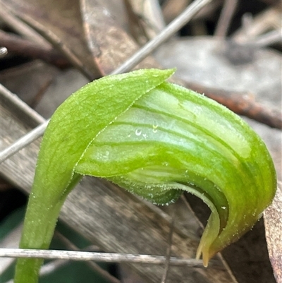 Pterostylis nutans (Nodding Greenhood) at Aranda, ACT - 2 Aug 2025 by Clarel