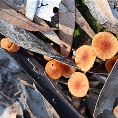 Unverified Fungus at Baranduda, VIC - 2 Aug 2025 by KylieWaldon