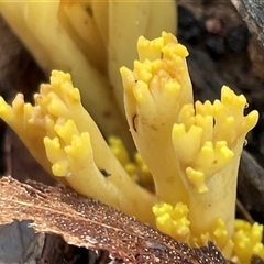 Ramaria sp. (genus) (A Coral fungus) at Bruce, ACT - 2 Aug 2025 by Clarel