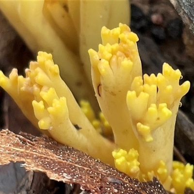 Ramaria sp. (genus) (A Coral fungus) at Bruce, ACT - 2 Aug 2025 by Clarel