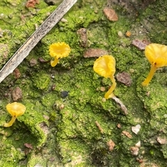 Lichenomphalia chromacea (Yellow Navel) at Bruce, ACT - 2 Aug 2025 by Clarel