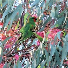 Parvipsitta pusilla (Little Lorikeet) at Baranduda, VIC - 20 Jul 2025 by KylieWaldon