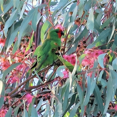 Parvipsitta pusilla (Little Lorikeet) at Baranduda, VIC - 20 Jul 2025 by KylieWaldon