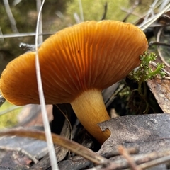 Cortinarius sinapicolor at Acton, ACT - 2 Aug 2025 by Clarel