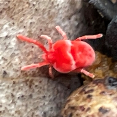 Trombidiidae (family) (Red velvet mite) at Acton, ACT - 2 Aug 2025 by Clarel