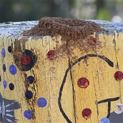 Unverified Ant (Hymenoptera, Formicidae) at Baranduda, VIC - 2 Aug 2025 by KylieWaldon