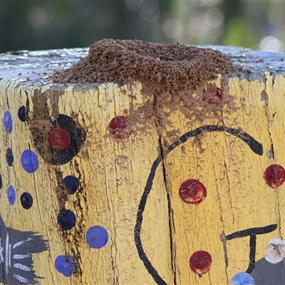 Unverified Ant (Hymenoptera, Formicidae) at Baranduda, VIC - 2 Aug 2025 by KylieWaldon