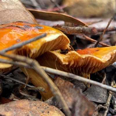 Cortinarius sinapicolor (Slimy Yellow Cortinar) at Acton, ACT - 2 Aug 2025 by Clarel