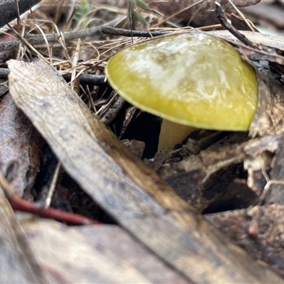 Cortinarius austrovenetus (Green Skinhead) at Acton, ACT - 2 Aug 2025 by Clarel