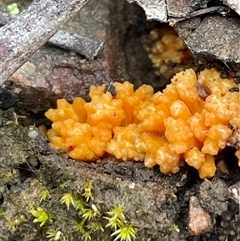 Ramaria sp. at Acton, ACT - 2 Aug 2025 by Clarel
