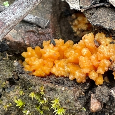 Ramaria sp. at Acton, ACT - 2 Aug 2025 by Clarel