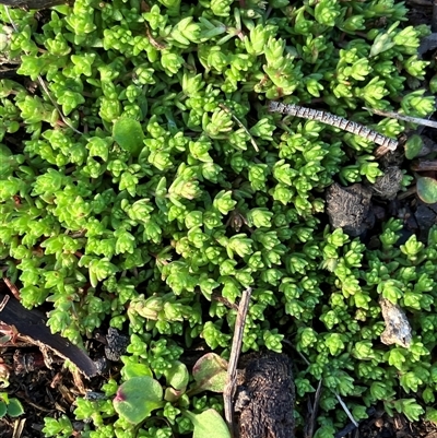 Crassula decumbens var. decumbens at Hall, ACT - 1 Aug 2025 by strigo